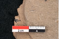 Foto (Detailansicht) von Araucaria sternbergii Goeppert (NHMW-GEO-2024-0188-8287)